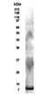 Resistin Like Beta antibody, NB200-204, Novus Biologicals, Western Blot image 