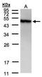 PIST antibody, PA5-34715, Invitrogen Antibodies, Western Blot image 