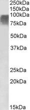 PR/SET Domain 9 antibody, LS-C205053, Lifespan Biosciences, Western Blot image 