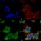 Synaptotagmin 3 antibody, SMC-426D-FITC, StressMarq, Immunofluorescence image 