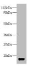 Thioredoxin antibody, A57734-100, Epigentek, Western Blot image 