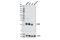 O-6-Methylguanine-DNA Methyltransferase antibody, 86039S, Cell Signaling Technology, Western Blot image 