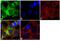 Tyrosine 3-Monooxygenase/Tryptophan 5-Monooxygenase Activation Protein Theta antibody, 51-0700, Invitrogen Antibodies, Immunofluorescence image 