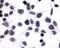 Prostaglandin E Receptor 4 antibody, NLS3896, Novus Biologicals, Immunohistochemistry frozen image 
