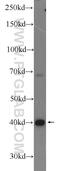 IST1 Factor Associated With ESCRT-III antibody, 19842-1-AP, Proteintech Group, Western Blot image 