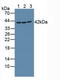 Receptor Interacting Serine/Threonine Kinase 2 antibody, LS-C374240, Lifespan Biosciences, Western Blot image 