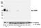 CD86 antibody, A700-029, Bethyl Labs, Western Blot image 