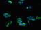 LRP8 antibody, orb47635, Biorbyt, Immunocytochemistry image 