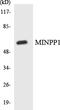 Multiple Inositol-Polyphosphate Phosphatase 1 antibody, LS-C292185, Lifespan Biosciences, Western Blot image 