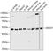 KIAA0115 antibody, A10511, Boster Biological Technology, Western Blot image 