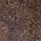 Protein Kinase C Eta antibody, NBP1-80899, Novus Biologicals, Immunohistochemistry frozen image 
