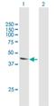 ADP-ribosylation factor-like protein 6-interacting protein 2 antibody, H00064225-B01P, Novus Biologicals, Western Blot image 