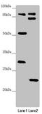 KAT8 Regulatory NSL Complex Subunit 3 antibody, LS-C675925, Lifespan Biosciences, Western Blot image 