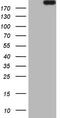 Apolipoprotein B Receptor antibody, TA807047S, Origene, Western Blot image 