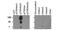 Histone Cluster 2 H3 Family Member D antibody, NB21-1013, Novus Biologicals, Dot Blot image 