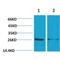 Tyrosine 3-Monooxygenase/Tryptophan 5-Monooxygenase Activation Protein Epsilon antibody, LS-C387760, Lifespan Biosciences, Western Blot image 