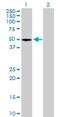 SH3 And Cysteine Rich Domain antibody, H00006769-B01P, Novus Biologicals, Western Blot image 