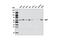 Stress Induced Phosphoprotein 1 antibody, 5669S, Cell Signaling Technology, Western Blot image 