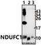 NADH:Ubiquinone Oxidoreductase Subunit C1 antibody, A15096, Boster Biological Technology, Western Blot image 