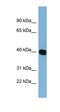 NADP Dependent Oxidoreductase Domain Containing 1 antibody, orb325761, Biorbyt, Western Blot image 