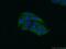 Calumenin antibody, 17804-1-AP, Proteintech Group, Immunofluorescence image 