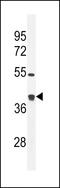 Glutaredoxin 3 antibody, 56-228, ProSci, Western Blot image 