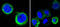 AXL Receptor Tyrosine Kinase antibody, STJ97857, St John