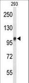 DEAD-Box Helicase 23 antibody, LS-C167331, Lifespan Biosciences, Western Blot image 