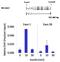 Nuclear Factor Of Activated T Cells 2 antibody, NB300-504, Novus Biologicals, Immunoprecipitation image 