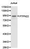 Protein Tyrosine Phosphatase Non-Receptor Type 22 antibody, LS-C192963, Lifespan Biosciences, Western Blot image 