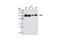 Lysine Demethylase 1A antibody, 2184S, Cell Signaling Technology, Western Blot image 