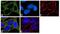 Protein Kinase CAMP-Activated Catalytic Subunit Alpha antibody, 711722, Invitrogen Antibodies, Immunofluorescence image 