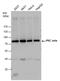 Protein Kinase C Zeta antibody, PA5-78129, Invitrogen Antibodies, Western Blot image 