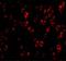 C1q And TNF Related 4 antibody, GTX85504, GeneTex, Immunocytochemistry image 