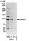 Ataxin 1 antibody, PA5-72951, Invitrogen Antibodies, Western Blot image 