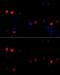 Cyclin G1 antibody, GTX65870, GeneTex, Immunofluorescence image 