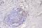 MyD10 antibody, A00171, Boster Biological Technology, Immunohistochemistry paraffin image 