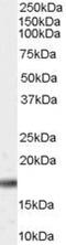 Peptidylprolyl Cis/Trans Isomerase, NIMA-Interacting 1 antibody, PA5-18594, Invitrogen Antibodies, Western Blot image 