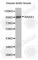 RAS P21 Protein Activator 1 antibody, A1634, ABclonal Technology, Western Blot image 