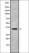 Olfactory Receptor Family 6 Subfamily B Member 1 antibody, orb336442, Biorbyt, Western Blot image 