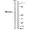 TBC1 domain family member 3 antibody, PA5-49849, Invitrogen Antibodies, Western Blot image 