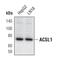 Acyl-CoA Synthetase Long Chain Family Member 1 antibody, PA5-17136, Invitrogen Antibodies, Western Blot image 