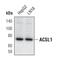 Acyl-CoA Synthetase Long Chain Family Member 1 antibody, PA5-17136, Invitrogen Antibodies, Western Blot image 