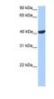 Phosphoglycerate Kinase 2 antibody, NBP1-54390, Novus Biologicals, Western Blot image 