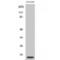 ATP Synthase Membrane Subunit E antibody, LS-C382195, Lifespan Biosciences, Western Blot image 