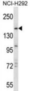Tripartite Motif Containing 33 antibody, abx027516, Abbexa, Western Blot image 