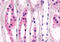 Adhesion G Protein-Coupled Receptor V1 antibody, MBS242901, MyBioSource, Immunohistochemistry frozen image 