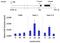 POU Class 5 Homeobox 1 antibody, PA5-27194, Invitrogen Antibodies, Chromatin Immunoprecipitation image 