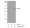 NUF2 Component Of NDC80 Kinetochore Complex antibody, NBP2-43780, Novus Biologicals, Immunoprecipitation image 