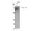 DNA Topoisomerase II Alpha antibody, STJ96066, St John